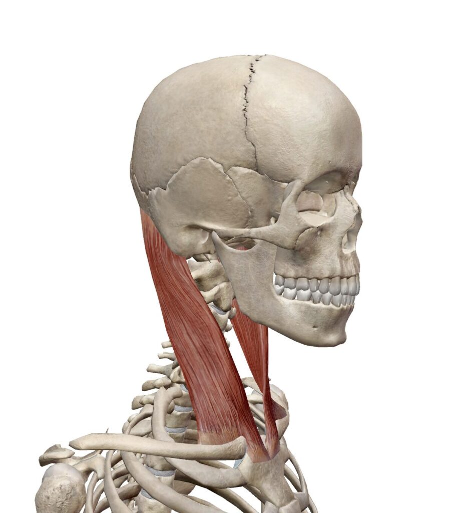 胸鎖乳突筋 解説図 2