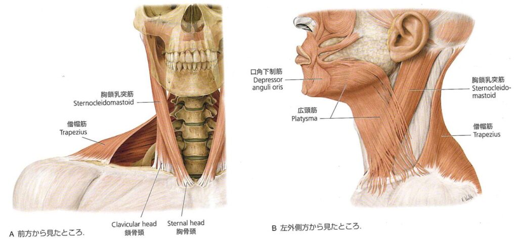 胸鎖乳突筋 解説図 3
