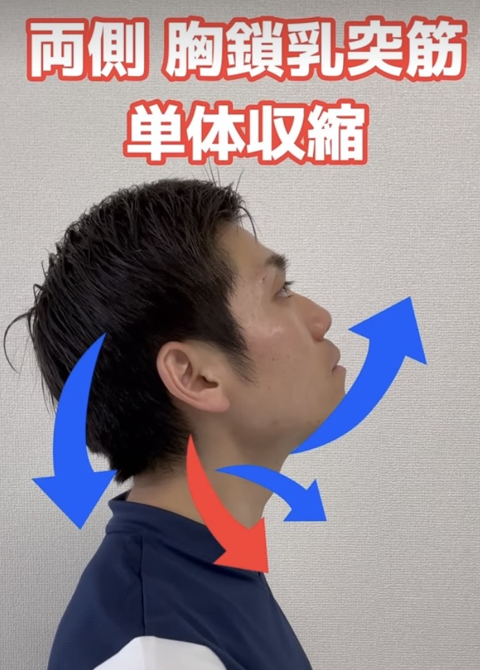 胸鎖乳突筋 解説図 4