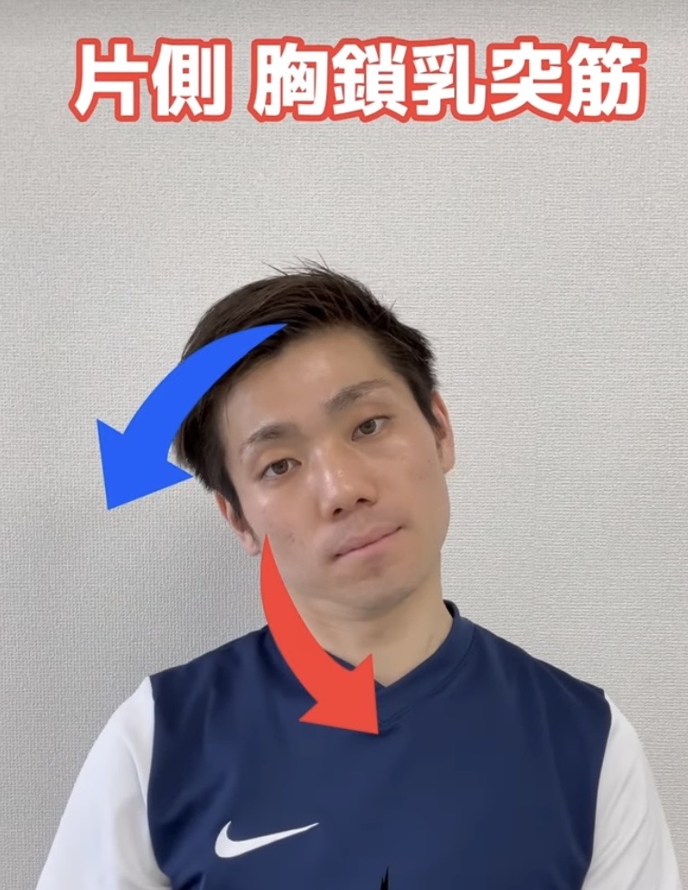 胸鎖乳突筋 解説図 6