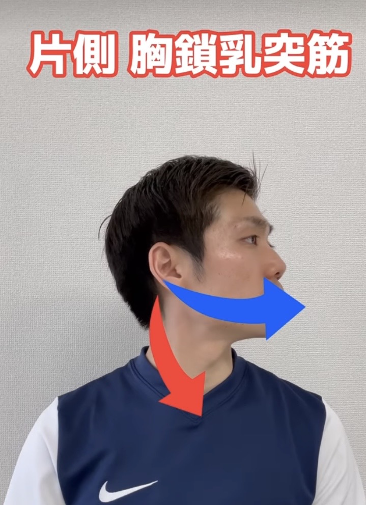 胸鎖乳突筋 解説図 7