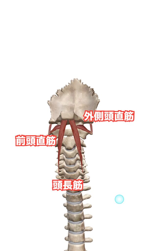 頭部と頸部の動き 解説図 6