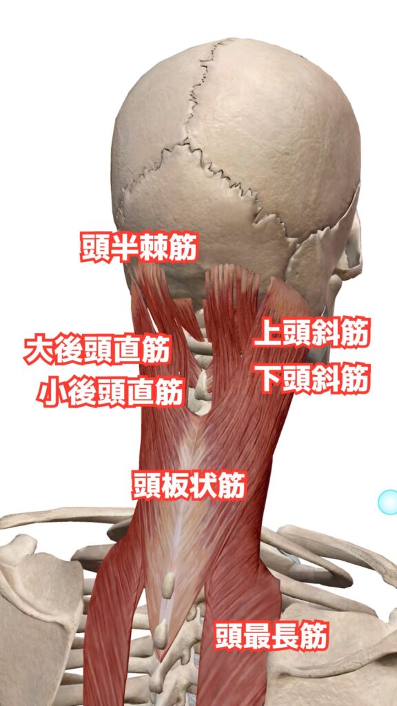 頭部と頸部の動き 解説図 8