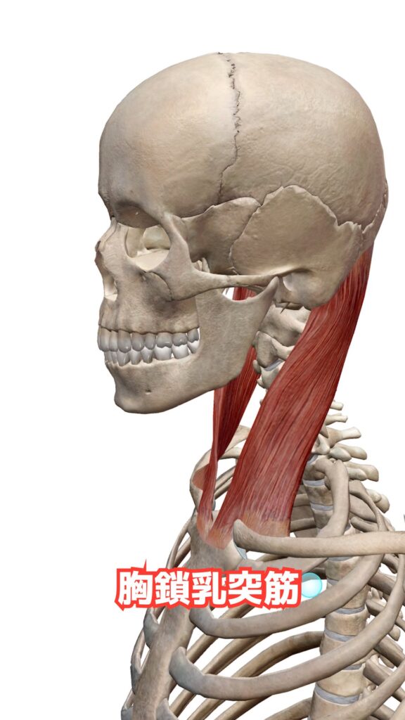 頭部と頸部の動き 解説図 9