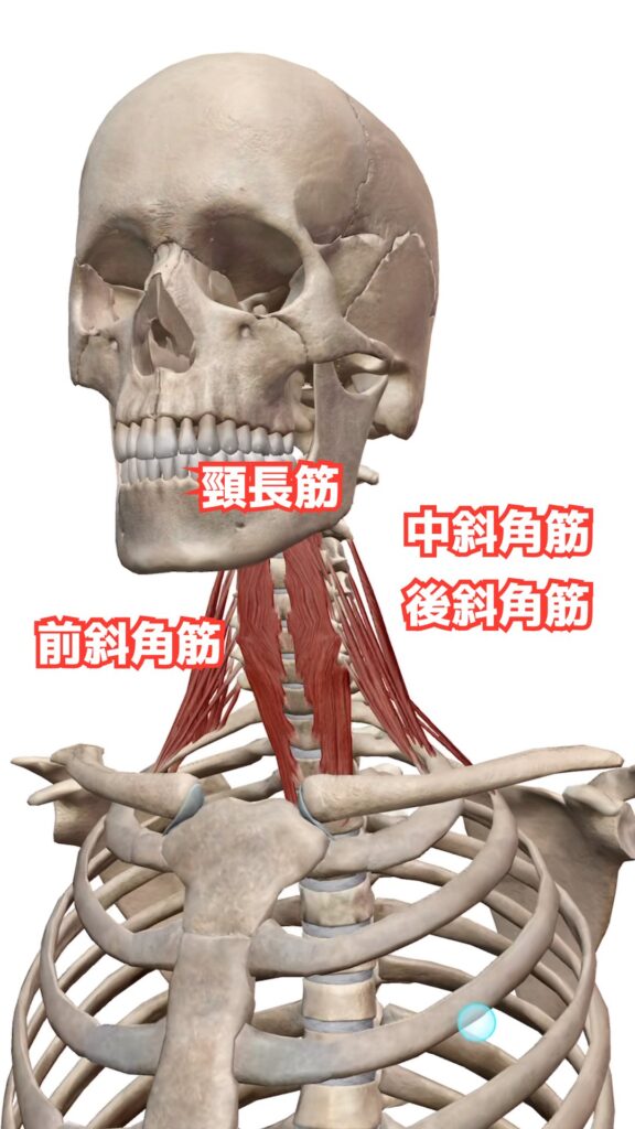 頭部と頸部の動き 解説図 11