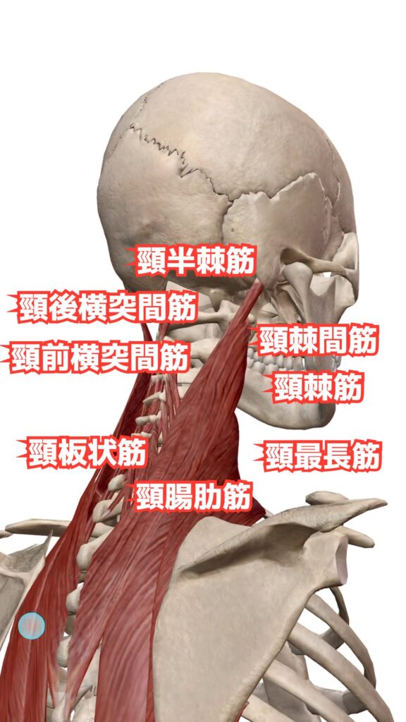 頭部と頸部の動き 解説図 13