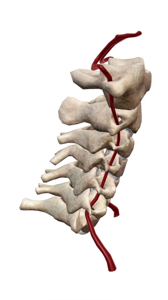 胸鎖乳突筋 解説図 13