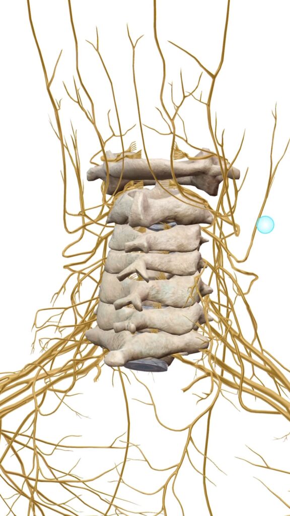 胸鎖乳突筋 解説図 14