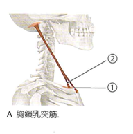胸鎖乳突筋 解説図 1