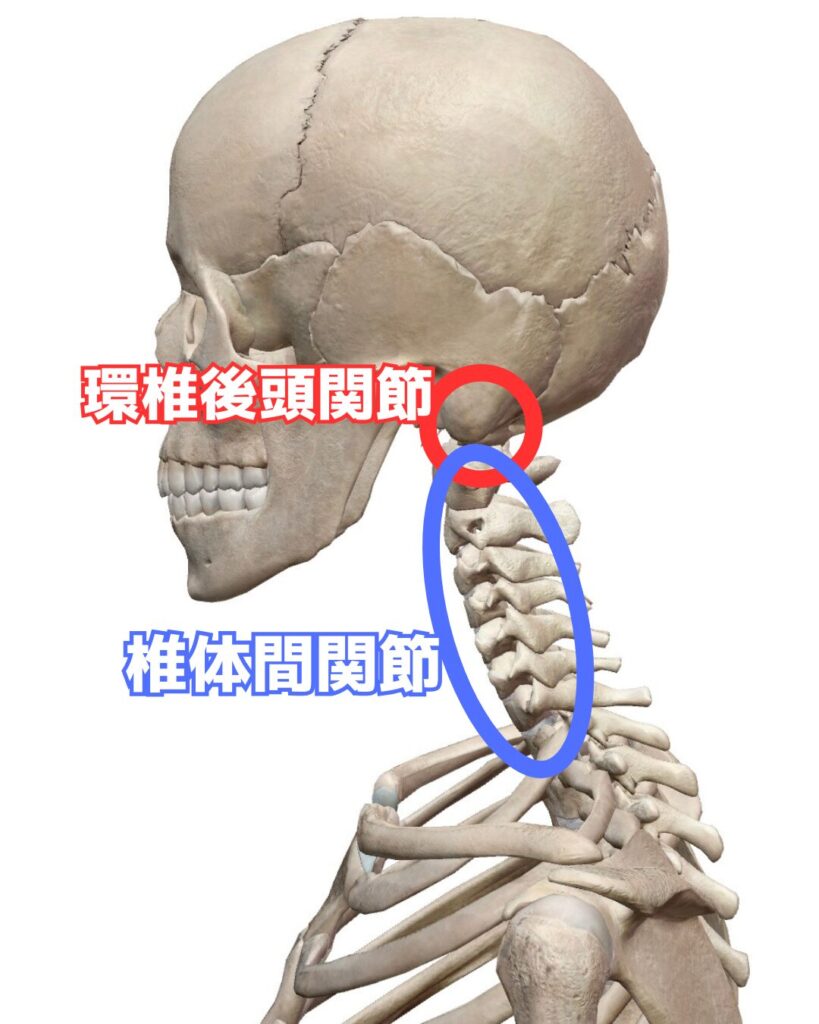 頭部と頸部の動き 解説図 4